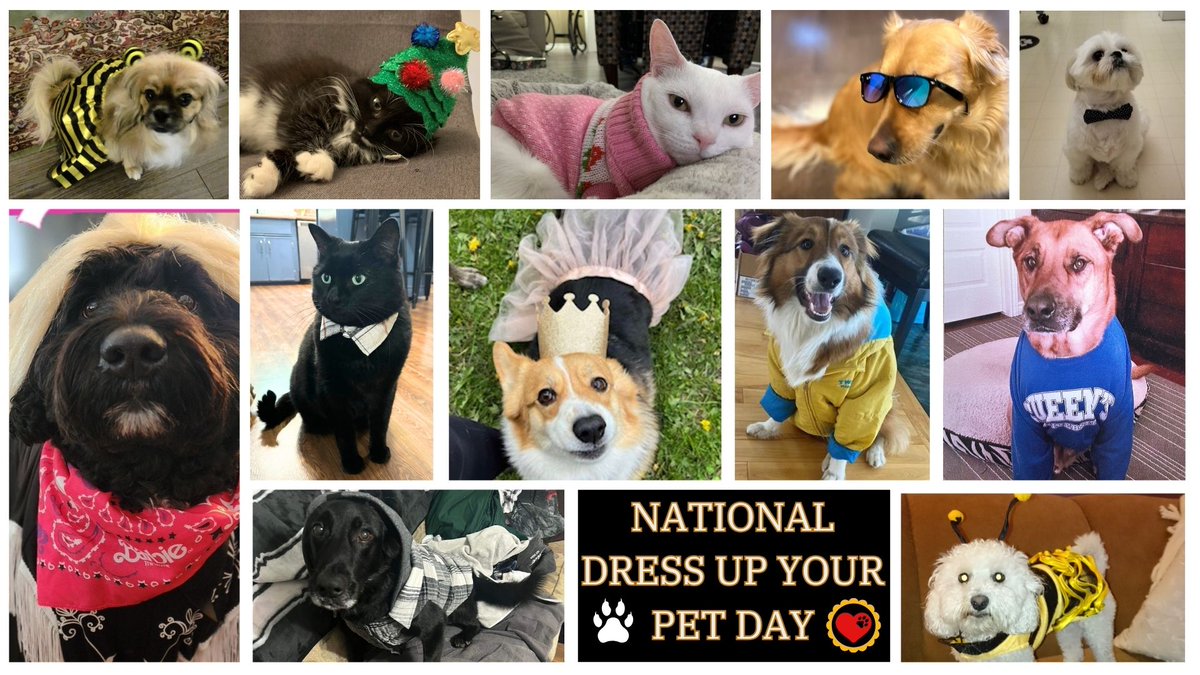 Happy National Dress-Up Your Pet Day! CHC’s furry fashionistas are showing off their style in stunning outfits and accessories! Remember, this day is all about fun, love, and laughter, and it should always be safe and comfortable for your pets!
#NationalDressUpYourPetDay