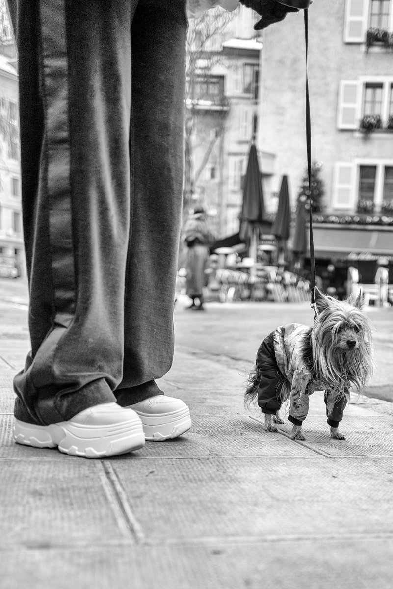 Cool dog 🐕 Copyright Kieron Beard #yorkshireterrier #terrier #Leica #streetphoto #dog