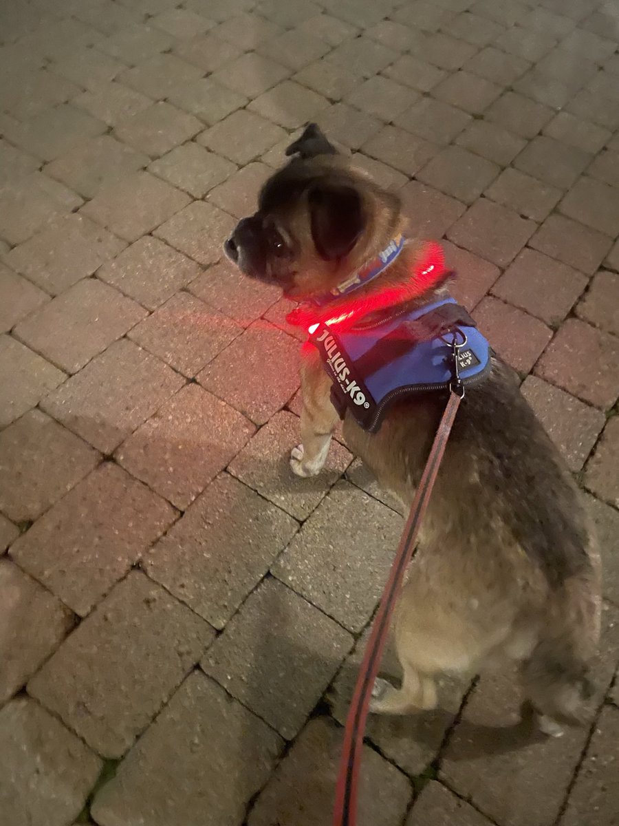 Bheronica4's tweet photo. Day 9 #100daysofwalking A chilly-ish night walk with warm blooded hound. No coat for him! (He protests too much when I try to put one on him!) https://t.co/9x9UV6F2yd