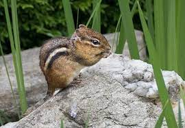 neuropuckedfox's tweet photo. At secondary school kids in my younger brother's year (yes my rep went round school) called me #thechipmunk - I had greasy unwashed hair, stooped over, small, with huge bag. #neurofucked https://t.co/yCNepnygxb