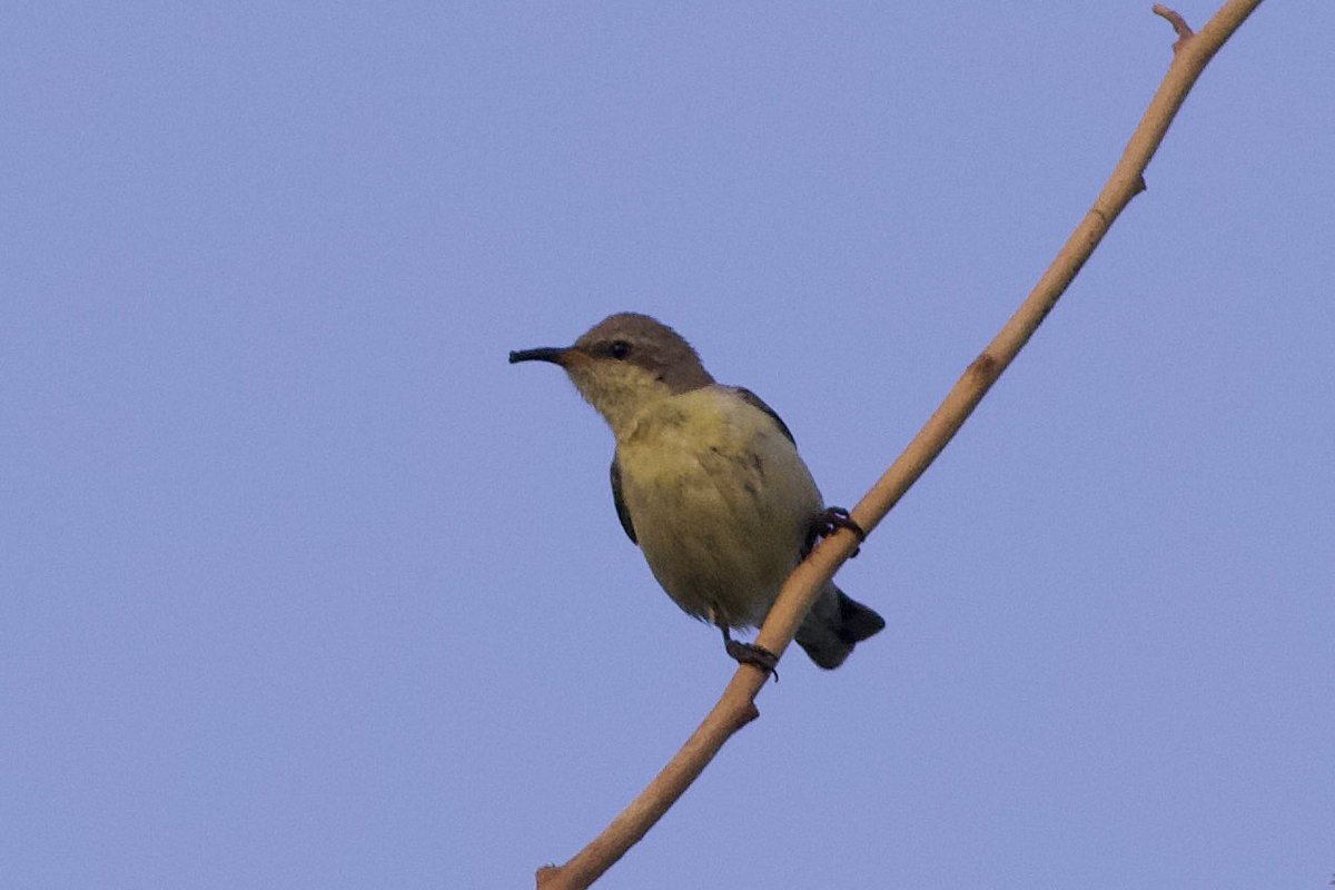 BMcCloskey_98's tweet photo. I’m finally finished the Kuwait trip report. Here’s the link to the report on Cloudbirder: https://t.co/umbdRVcrPT https://t.co/SAAQbMZJpx