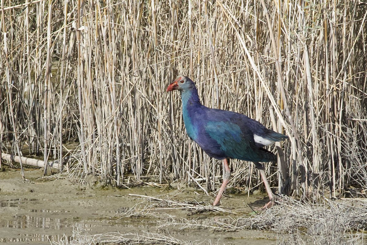 BMcCloskey_98's tweet photo. I’m finally finished the Kuwait trip report. Here’s the link to the report on Cloudbirder: https://t.co/umbdRVcrPT https://t.co/SAAQbMZJpx