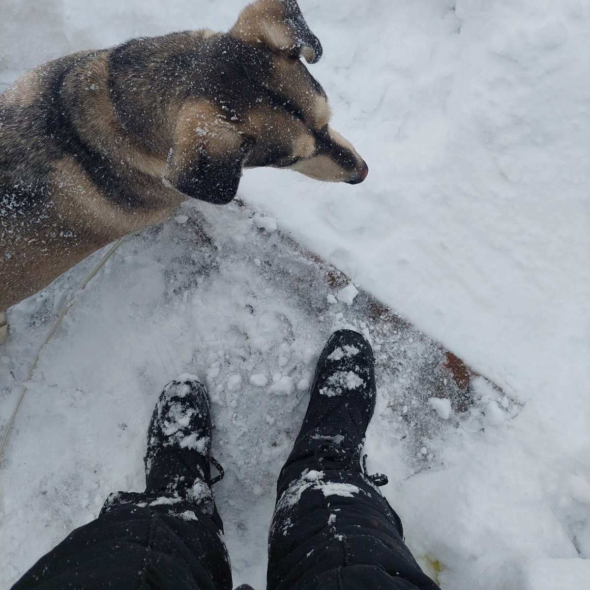 She shoveled. I couldn't get out. So what if I didn't leave the step. woof ❄️❄️🌨️🌨️