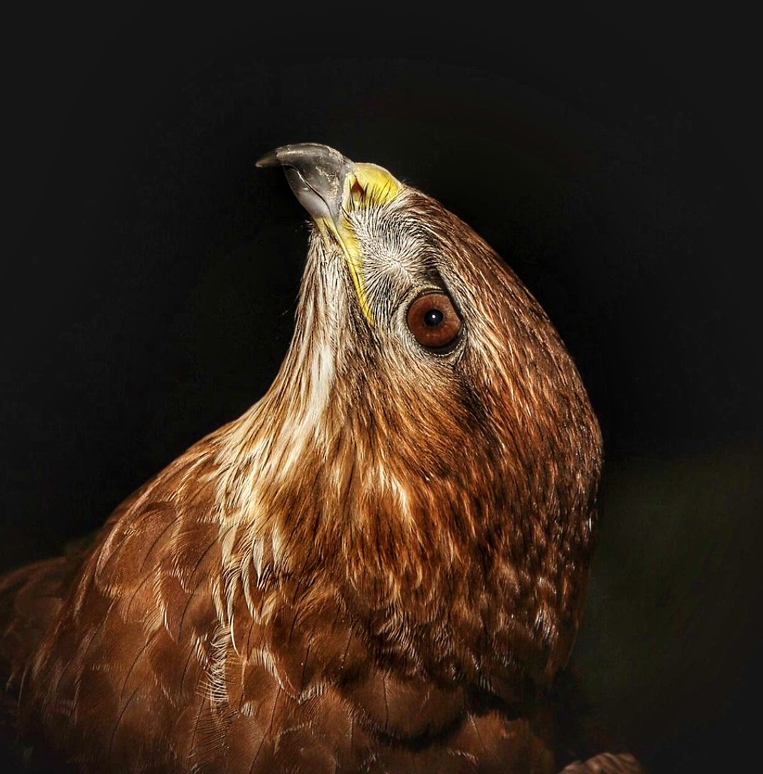 Davidnature22's tweet photo. Common Buzzard #raptor #buzzard #bird #BirdsOfTwitter #birdshots #birdpics #animals #animalportraits #captivebirds #birddofprey https://t.co/5dfauwr1hR