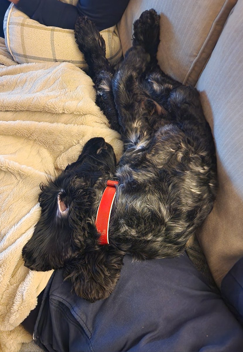 Left home Tuesday morning... arrived back this evening.

Think the dogs missed me; now glued to me.

I'm currently 💯 nap trapped!