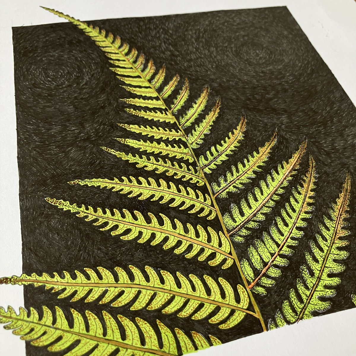 JennyHaslimeier's tweet photo. Day 307. Another drawing that I abandoned ages ago  that I have given a new lease of life to. Marker pens, black and sepia ink pens.

#botanical #BotanicalIllustrator #BotanicalIllustration #InkPenSketch #fern #ferns #nzfern #treefern #ASketchADay #DailyDrawing #JennyHaslimeier https://t.co/DXu2aaK33p