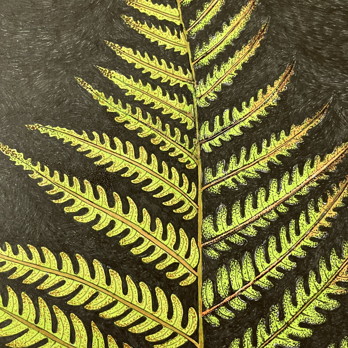 JennyHaslimeier's tweet photo. Day 307. Another drawing that I abandoned ages ago  that I have given a new lease of life to. Marker pens, black and sepia ink pens.

#botanical #BotanicalIllustrator #BotanicalIllustration #InkPenSketch #fern #ferns #nzfern #treefern #ASketchADay #DailyDrawing #JennyHaslimeier https://t.co/DXu2aaK33p