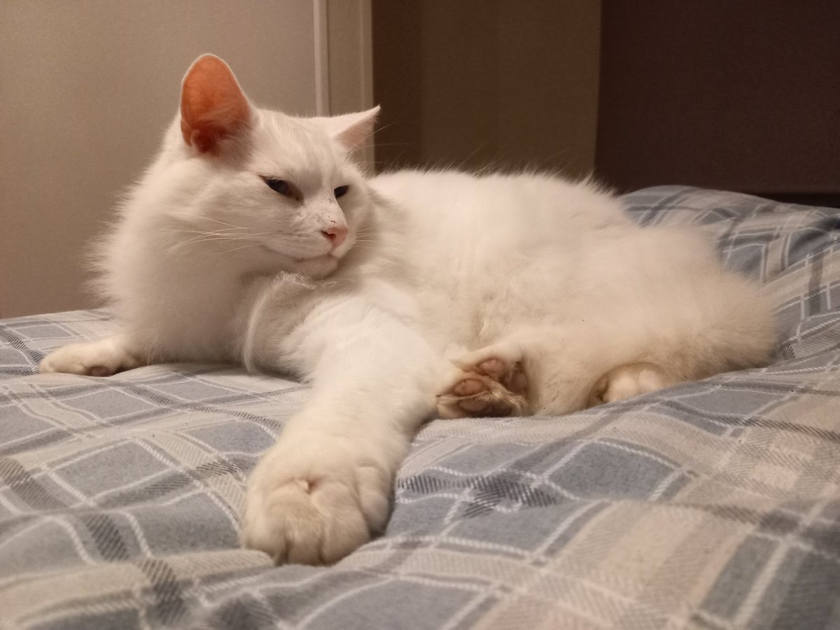 lazyperfection's tweet photo. Shiro resting after a busy day #whitecat #CatsOfTwitter #cat #restingcat #catsonbeds #tiredcat #posingcat https://t.co/rTrzLNtf2r