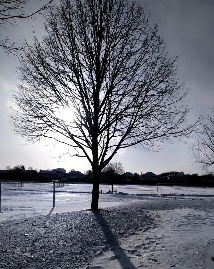 Steve Cordes tweet media