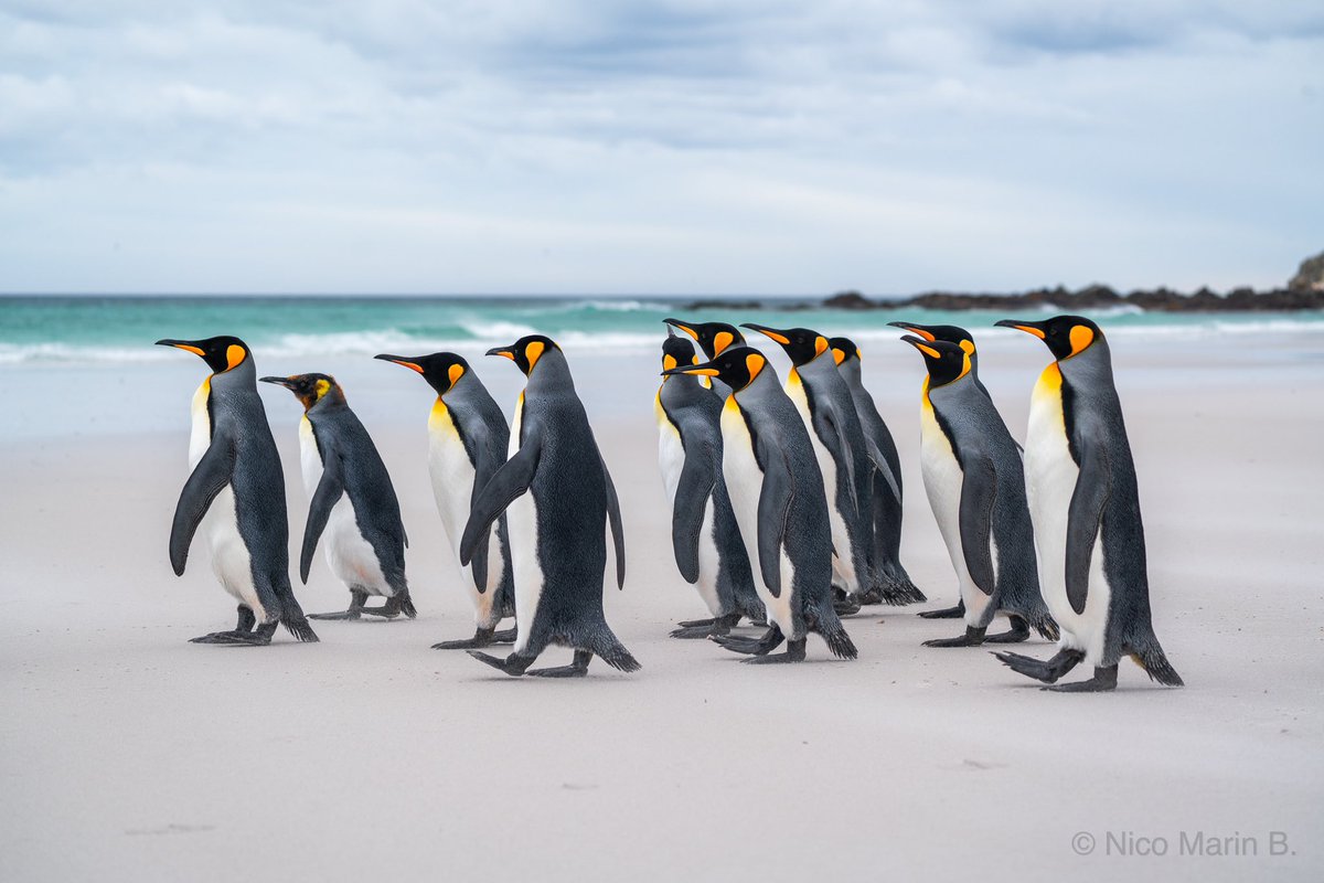 NicoMarinb's tweet photo. Ayer fue uno de los días más lindos de mi vida. Me toco documentar para el proyecto que estamos dando la vuelta al mundo, una colonia gigante de pingüinos rey. Estoy soñando despierto, que hermoso sentirse vivo ✨  Estas fotos saqué: https://t.co/rNNfGZMBvs