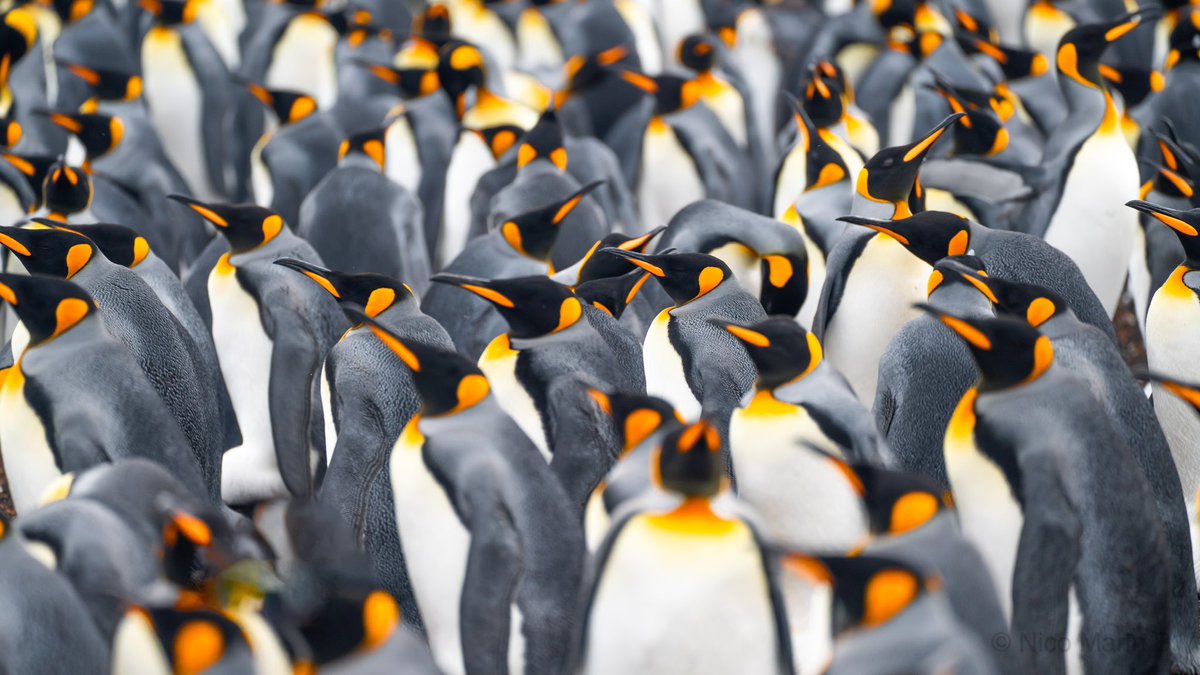 Ayer fue uno de los días más lindos de mi vida. Me toco documentar para el proyecto que estamos dando la vuelta al mundo, una colonia gigante de pingüinos rey. Estoy soñando despierto, que hermoso sentirse vivo ✨  Estas fotos saqué: