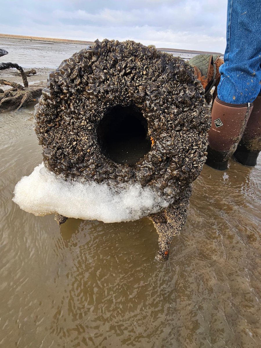 SHIPWRECK uncovered! This is absolutely stunning a #shipwreck with what appears to be two cannons uncovered on the bottom of #LakeErie. The extremely low water this weekend near #Toledo has revealed hundreds of years of history! 😳

📸: Torey Lassiter