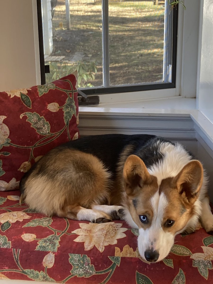 Finn says the new window seat cushions fit him perfectly! #CorgiCrew