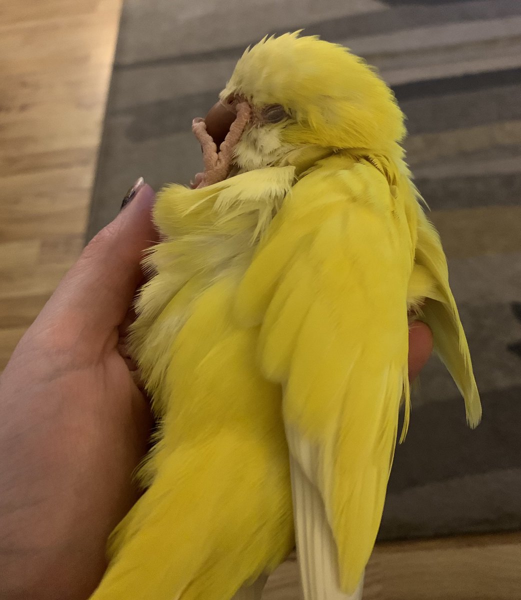 Time for a nap…it’s been a busy day! Daisy 😴🌼