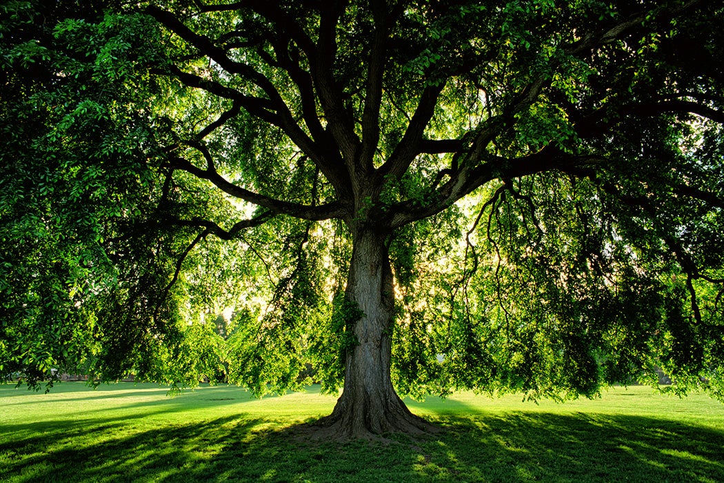 🌳 Trees: Our life companions! 🍃 They gift us fruits, offer shade, and act as nature's power plants, turning our exhales into life-giving oxygen. Let's cherish and protect these beautiful beings - the older they grow, the more priceless they become. 🌿 
#TreeLove #NatureMatters