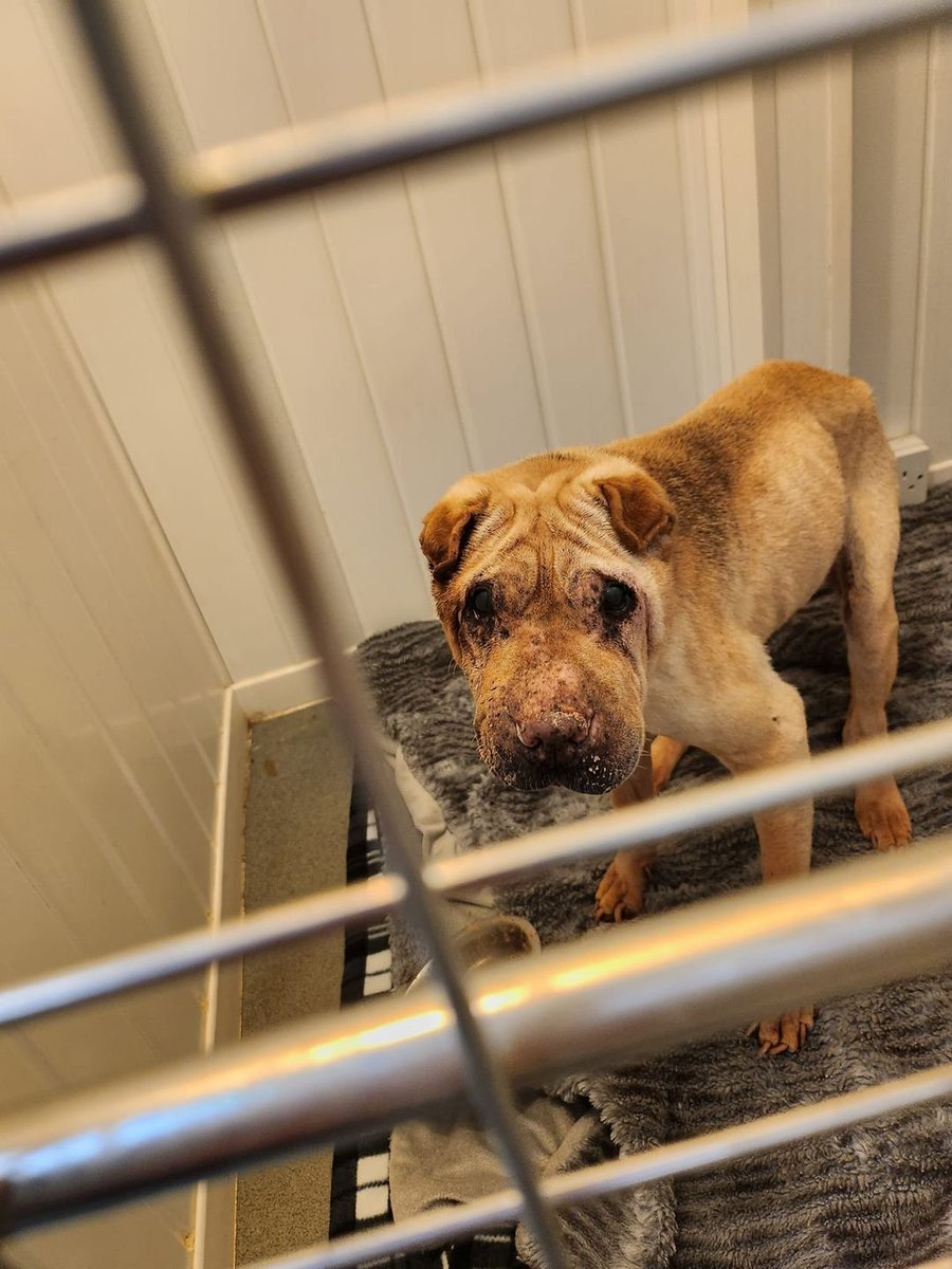 Please retweet,  'Anybody recognise this dog found #Ryton #TyneandWear, #SUNDERLAND #UK   currently at Tyne Veterinary Clinic by the looks of it been out a long time no microchip, female sharpei  tel 0191 4136706
GONE TO CLEADON  KENNELS AWAITING ADOPTION  IF NOT CLAIMED AFTER 7