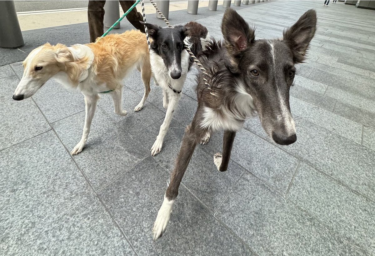 #bestathomecontest <a href="/WKCDOGS/">Westminster Kennel Club</a>  #silkenwindhound #silkenwindhounds #george #elvis #samson