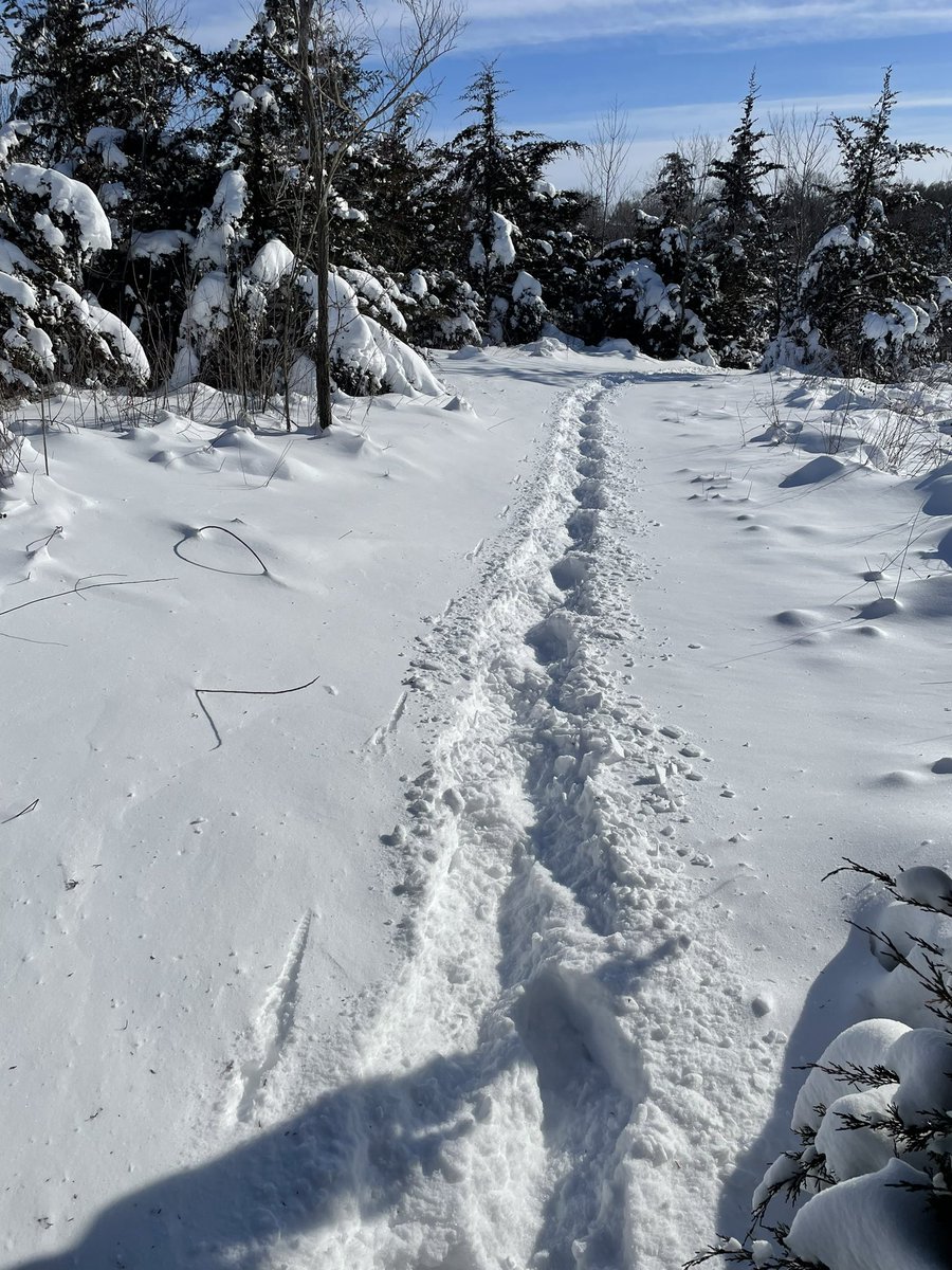 Channel_Neal's tweet image. Calm winds makes it not so bad but the deep snow makes for tired legs.