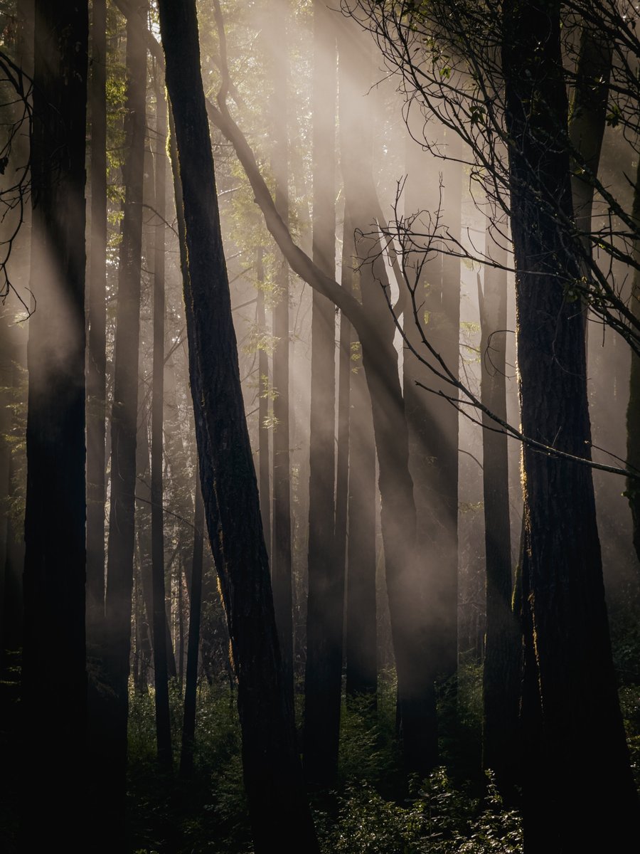 One of my favorite phenomena in the redwoods: on sunny mornings after strong rains, sunlight heats wet burnt tree trunks. As they heat up, they begin to steam.

On my morning walk, I caught early light filtering through the thick steam creating the most beautiful, fragile light.