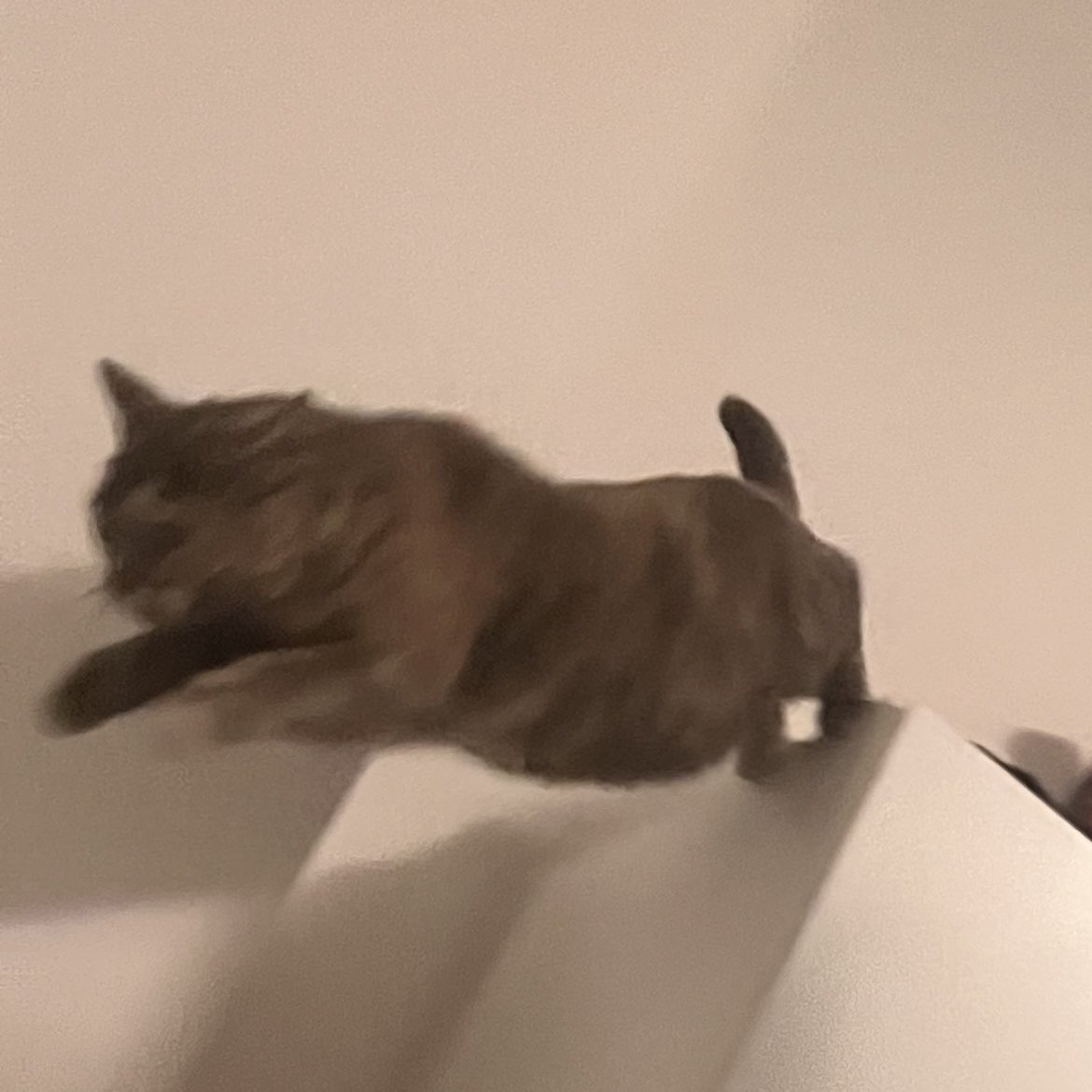 me in my daily fitness session #cat