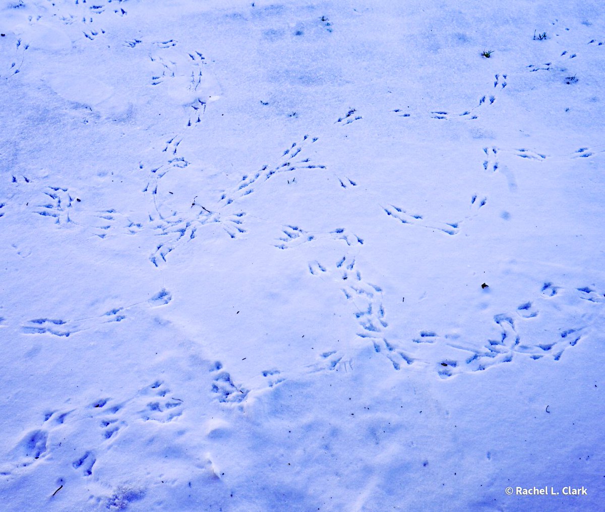 Birds tracks in the snow.