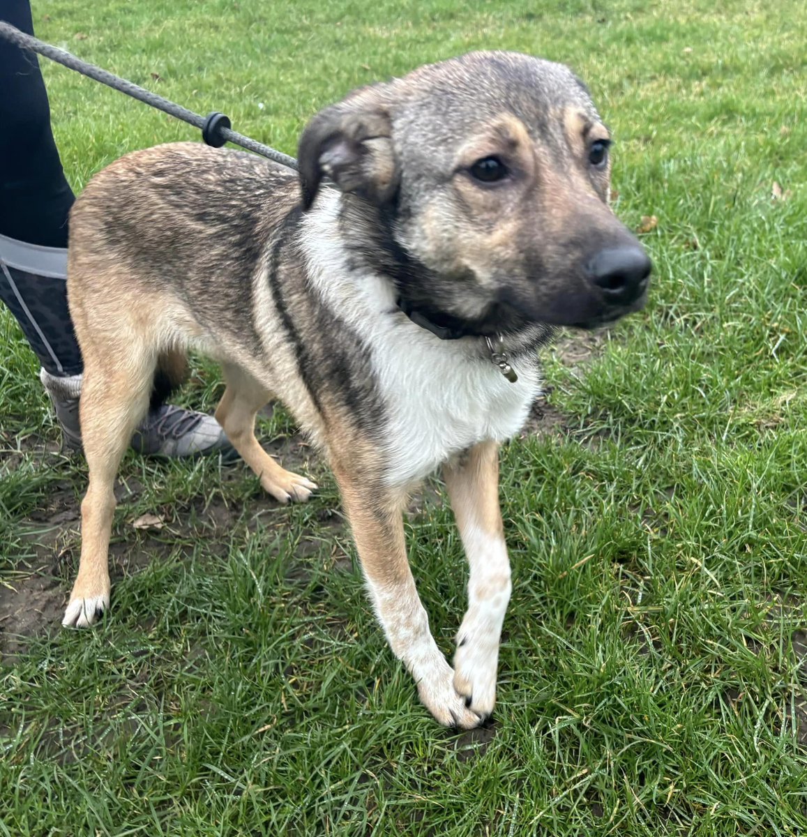 LORCA is looking for his forever family
This beautiful baby arrived with the Rescue from another rescue, he  is only 6.5 months old and is looking for a home to call his own. He  will be a smaller medium size boy when grown #Immingham #Hull #Lincolnshire #Grimsby #EastRiding