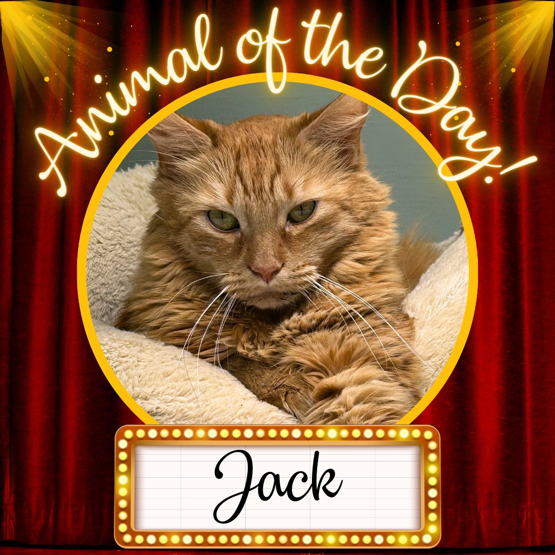 Today’s animal of the Day is Jack! Jack is a very handsome, long hair ginger with the cutest little “half tail”. Could you be the person to provide a loving home for this deserving cat? See more about Jack here: alaqua.org/adopt/find-a-p…
