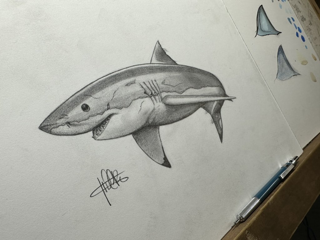 TDavidRitter's tweet photo. The #sundayfishsketch theme this week is sharks!! No better way to spend a Sunday morning than drawing one of my favorite things ever, a white shark. This young male was observed and cataloged by @SharkCalifornia last year off of Tomales Point. https://t.co/zhssn7Y6Hf