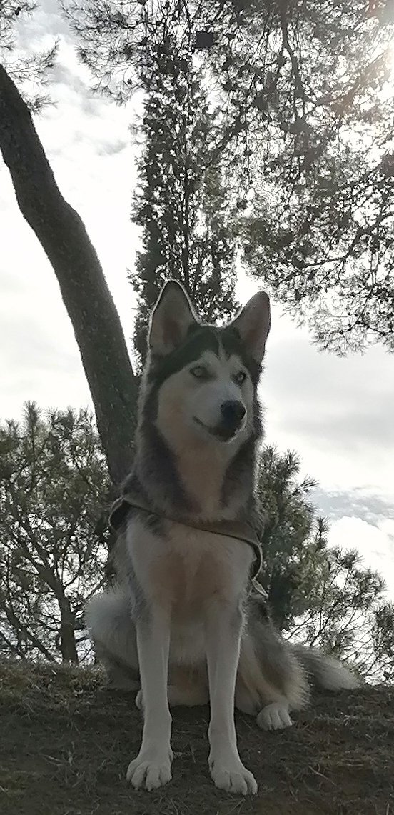 Ja et trobem a faltar lobita guapa 🐺. Desitgem que tornis molt aviat i ens omplis d'amor, felicitat i complicitat com sempre, com tu només saps fer. Ens tens enamorats #PepaWolf 
Gràcies per tot el que ens dones. T'estimem 💞 <a href="/ChineseTiger74/">ChineseTiger74</a>