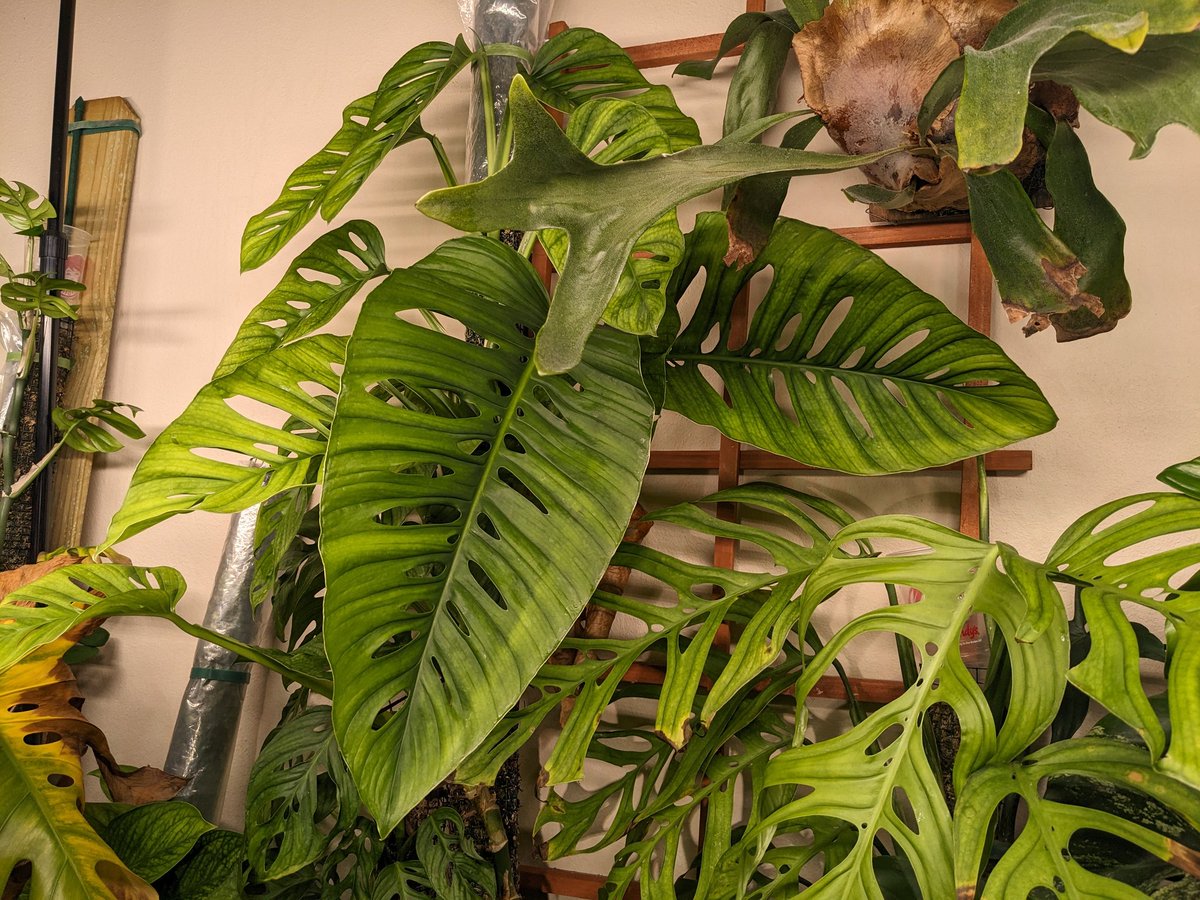 The newest leaf on the Monstera adansonii is crazy huge.
