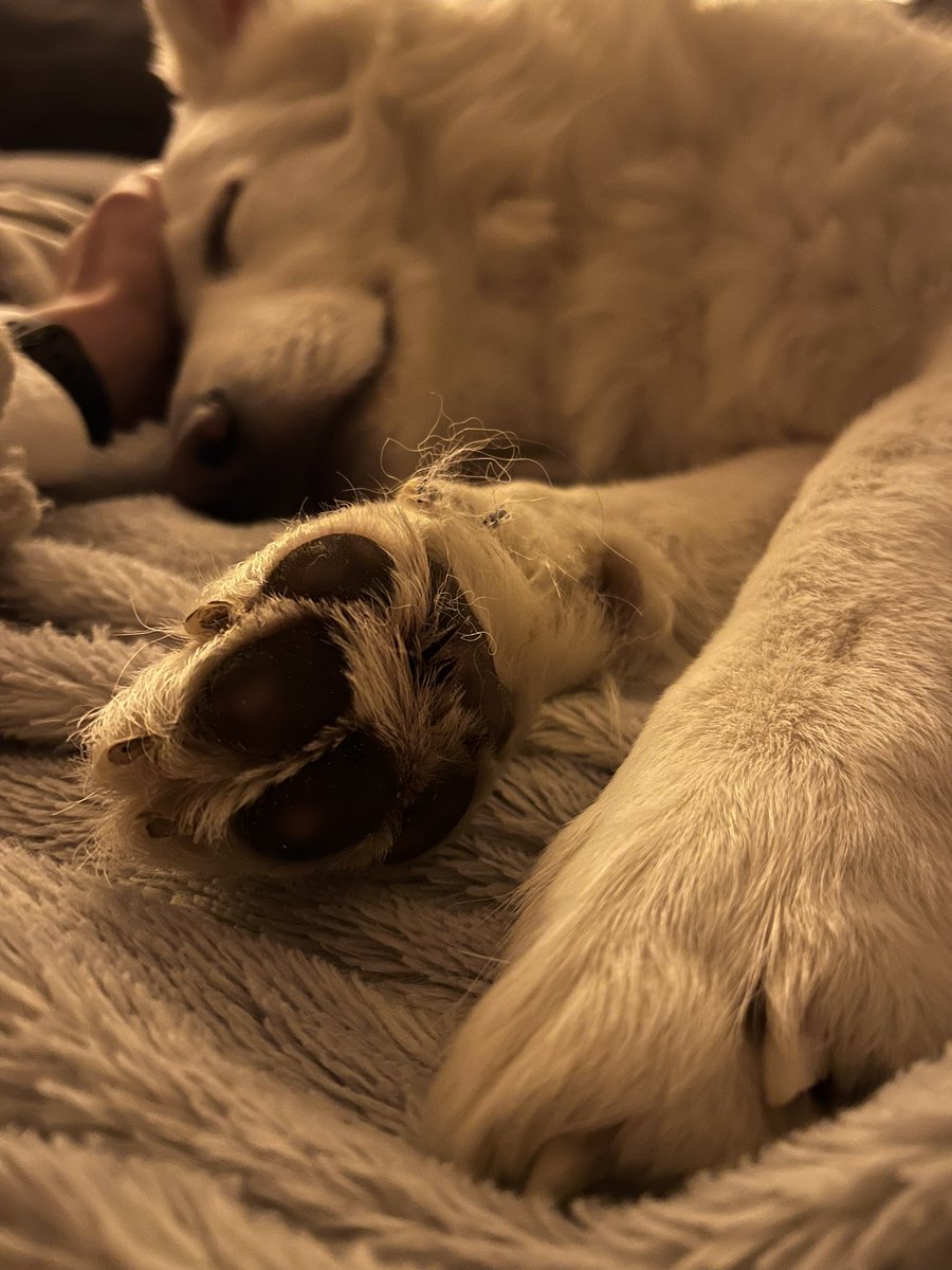 schmiii83's tweet photo. Why is it that we could watch dogs (and babies) sleep for hours when all they are really doing is breathing? 🥰😝 Also, I love these paws! https://t.co/SMecpEtv6O