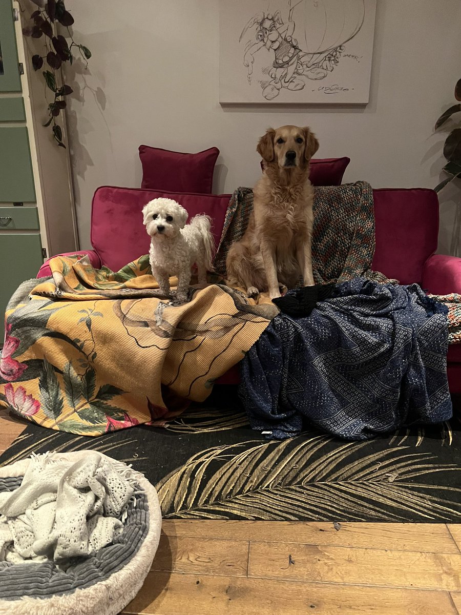 ShappiKhorsandi's tweet photo. Training the dogs to stay off my new sofa is going beautifully https://t.co/CSKFQk8VwZ