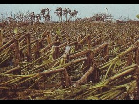 SergeZaka's tweet image. Avec ses 200 à 250km/h, le cyclone #belal a le potentiel de mettre à terre une partie de l'agriculture de #LaReunion : érosions considérables des terres agricoles (cannes à sucre), destruction des bananeraies, dommages aux bâtiments agricoles, chutes des arbres fruitiers (litchi)…