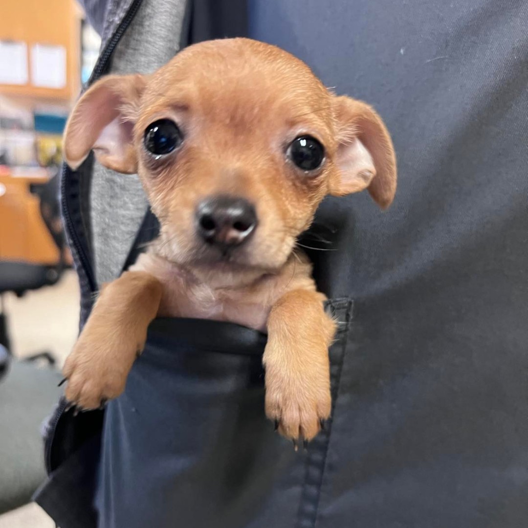 🥶 With these freezing temperatures, don't forget to put your puppy in your pocket! In seriousness, keep your pets indoors.  

👉georgetown.org/2024/01/11/ext…

📲 If you see a pet in #GeorgetownTX not adequately sheltered, call animal control at 512-930-3510, x 6.  

#PrepareGTX