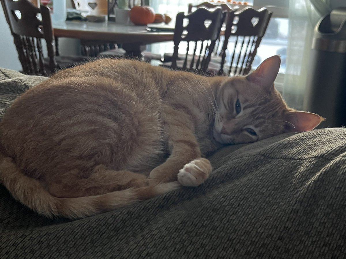 _vampbait's tweet photo. If you see this post, quote the most recent photo you took of your pet. No cheating. https://t.co/2tZqVKFjf6
