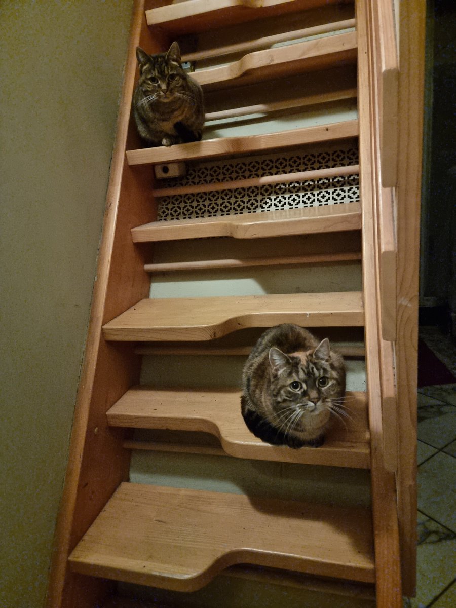 MatthewMarks42's tweet photo. Don't blink. #OperaticCats https://t.co/ULNvaXj8Vc