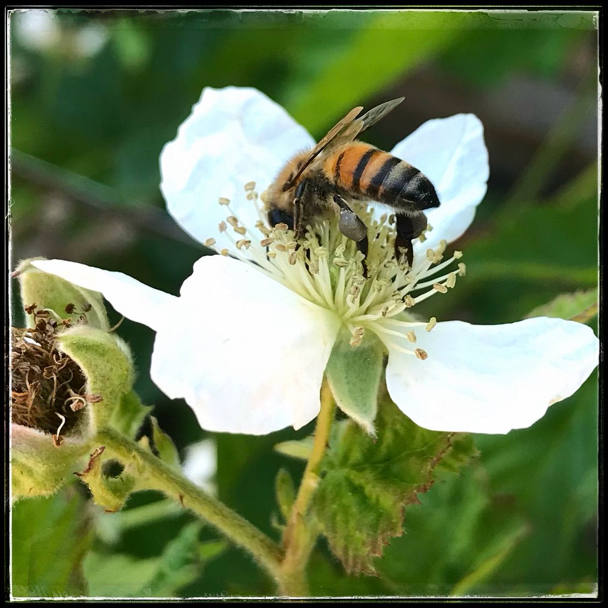zinderellie's tweet photo. @hpphotograf #white ##photograghy #flower #bee #pollenator https://t.co/jhiEYsjpIT