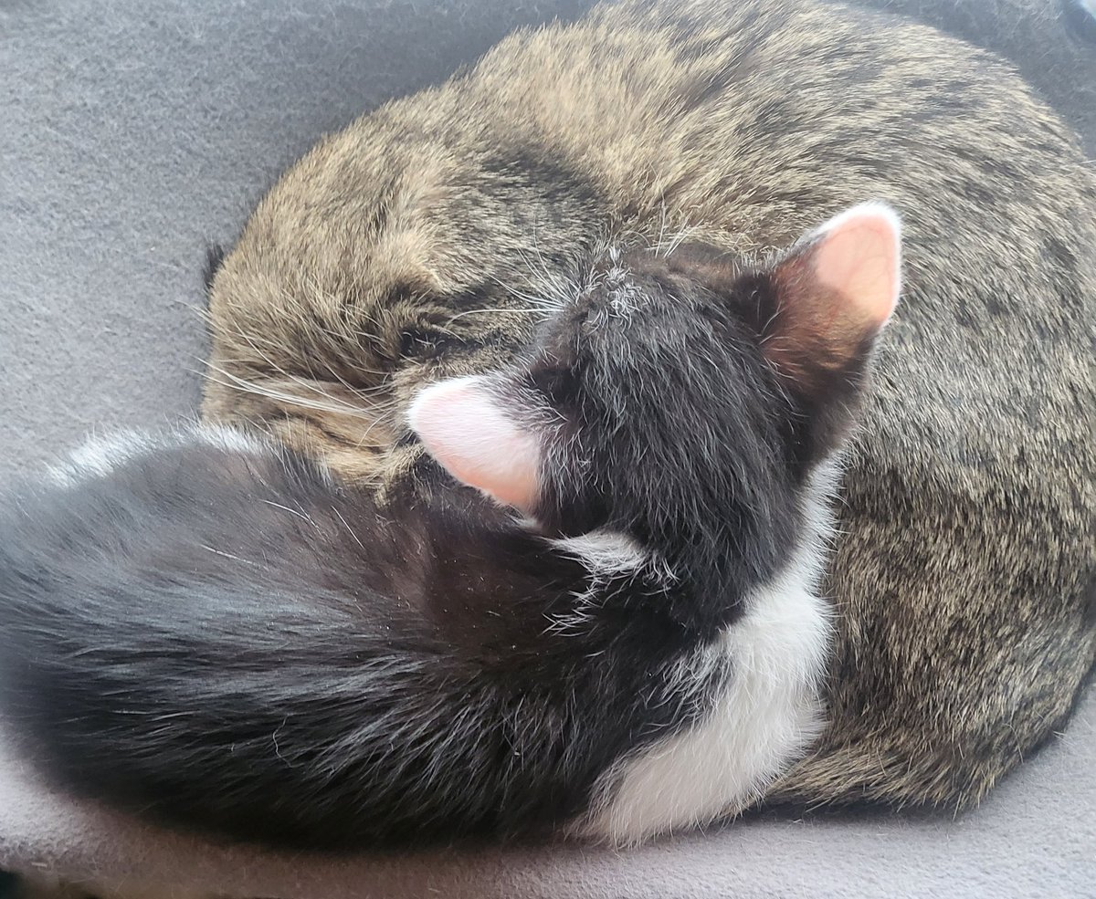 Nocte HS tweet media