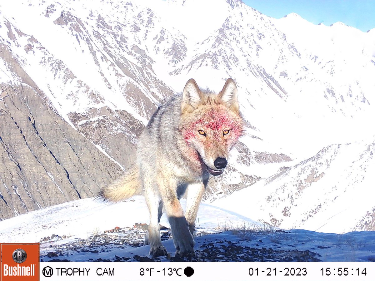 Trail_Cams's tweet photo. https://t.co/GKIdB1UtkI