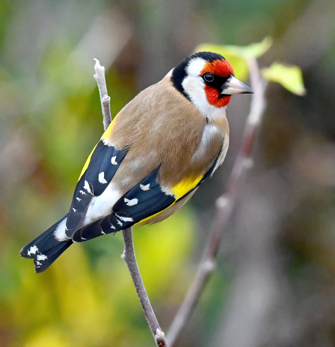 CarlBovisNature's tweet photo. Gorgeous Goldfinch this weekend.😍
 Taken from my bathroom window. 😁🐦 https://t.co/AtB38t5Ih3