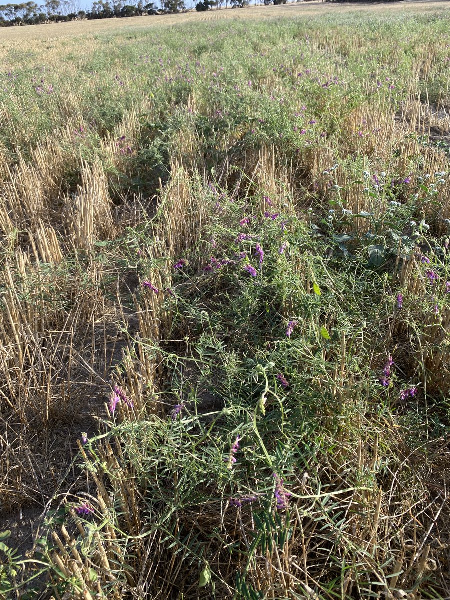 Rm4 is it a summer crop ? Germinated early November