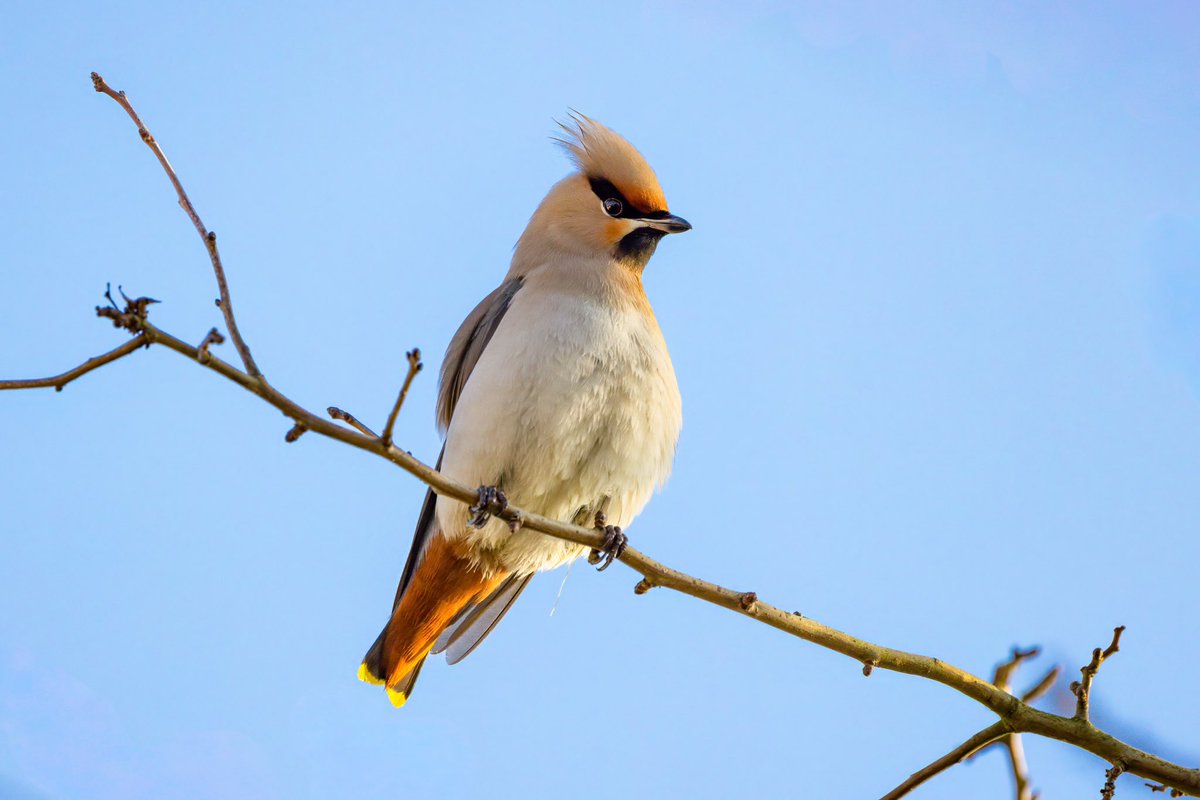 TrumpetBirder's tweet photo. The wonderful Waxwing flock around Leighton Buzzard from a brief flicker of sunshine this weekend… it’s been amazing having this group so close to home. I’ll be sad when they go! #BirdsOfTwitter #waxwings #CanonR5 @BirdGuides @CanonEMEApro @bucksbirdnews @BBCSpringwatch https://t.co/jN6A0s5Zym