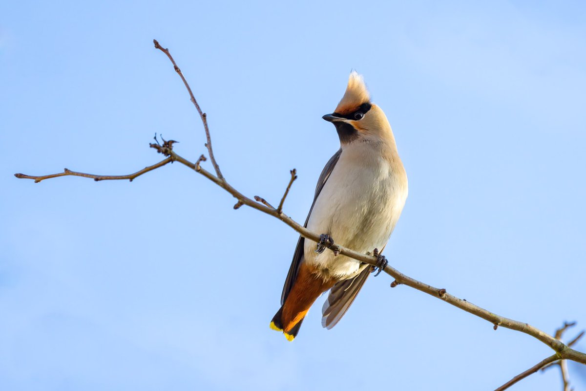 The wonderful Waxwing flock around Leighton Buzzard from a brief flicker of sunshine this weekend… it’s been amazing having this group so close to home. I’ll be sad when they go! #BirdsOfTwitter #waxwings #CanonR5 <a href="/BirdGuides/">BirdGuides</a> <a href="/CanonEMEApro/">Canon EMEA Pro</a> <a href="/bucksbirdnews/">Bucks Bird News</a> <a href="/BBCSpringwatch/">BBC Springwatch</a>