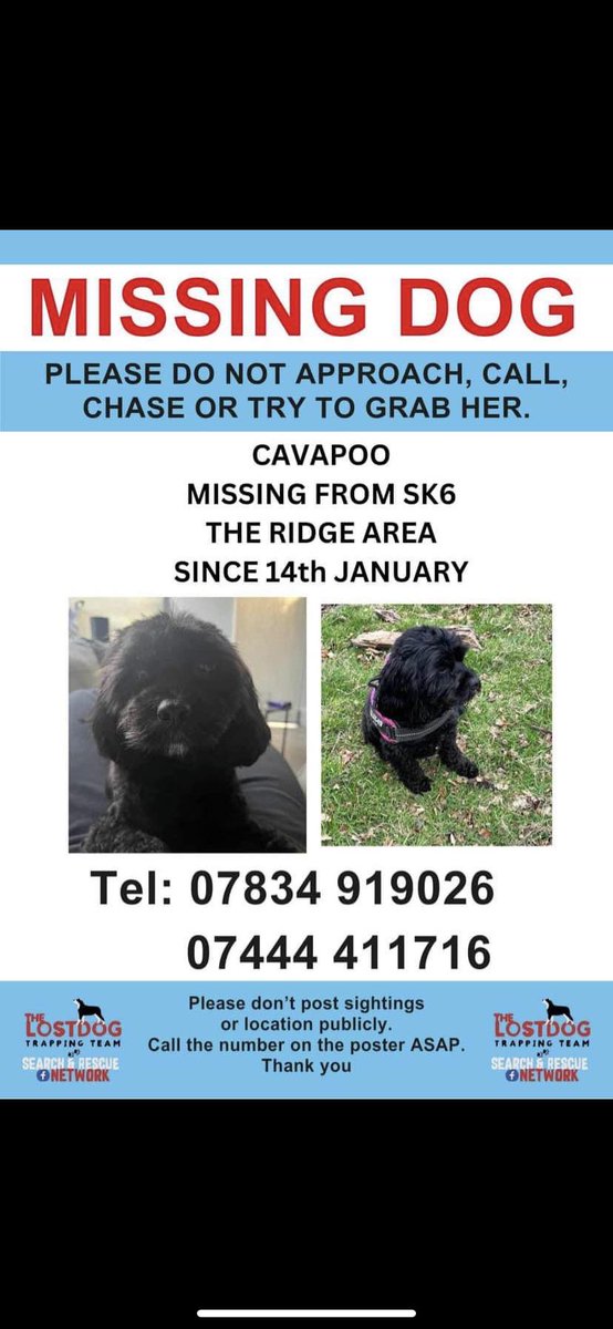 The_Animal_Team's tweet image. #Cavapoo #missing from The Ridge area, #Marple #Stockport #SK6 area, today 14/1/24. Very nervous. 💥 DO NOT CALL, SHOUT, CHASE, APPROACH, OR TRY TO GRAB. 💥 Sightings on number below please. ⬇️ facebook.com/matthew.blake.… #MissingDog #LostDog #DogsOfTwitter