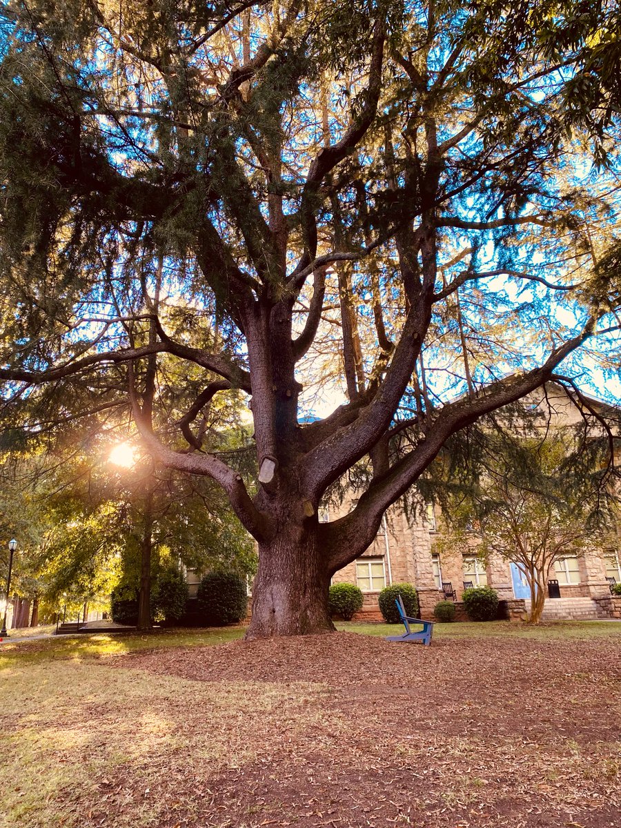 EmSS_4's tweet image. #tree #CoolTree