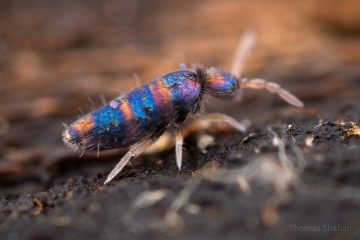 ...some close-ups of the scales🤩

#collembola #springtails #lepidocyrtus