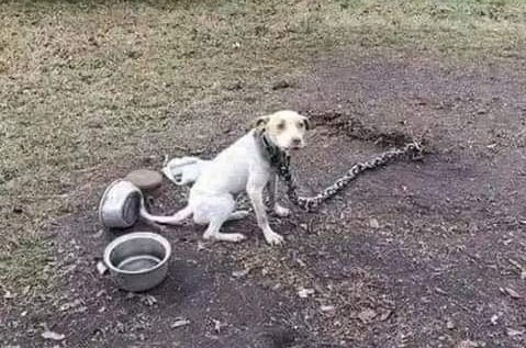 rogeliomtz75's tweet photo. Si esta es tu idea de tener un perro.
Entonces por favor no lo tengas. 🐾😢 https://t.co/XIWEX7yMD5
