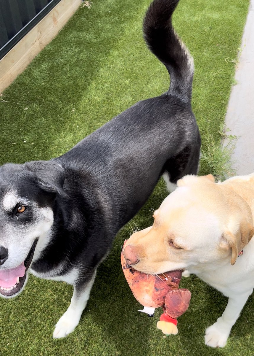 食い意地張りすぎてチキンのおもちゃを片時も手放さない、たこちゃん。
お友達のだよ〜😂