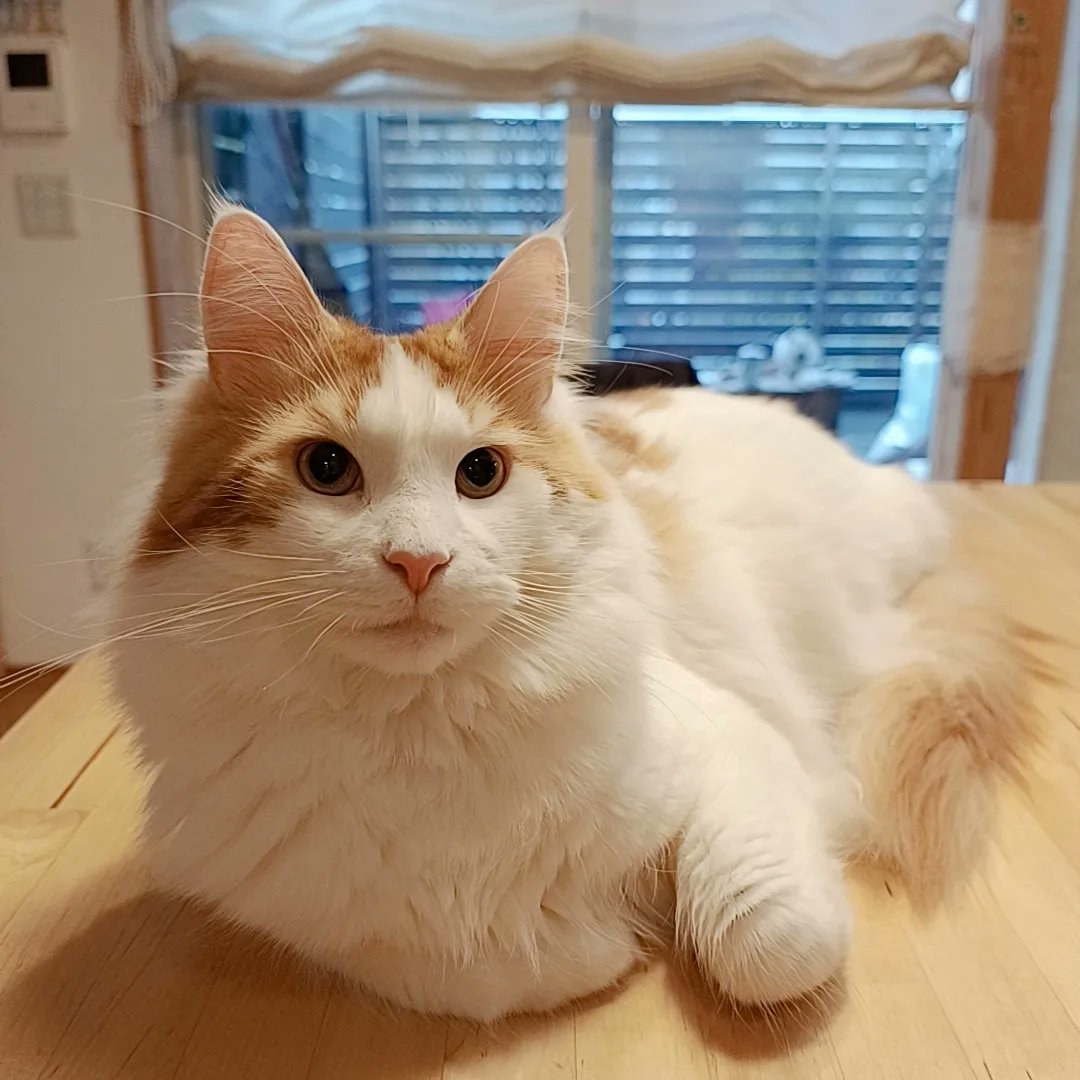 mainecoon_sette's tweet photo. おはようございます🎶
皆が使い終わったら
机は僕のものにゃ😼💓
#メインクーン #メインクーン男の子 #長毛猫 #猫 #猫のいる暮らし #今日の猫 #朝 #おはようございます #机の上の猫 #みんなのものはぼくのもの #maincoon #maincoonlovers #maincoonboy #cat #todayscat #goodmorning #catonthetable https://t.co/n3nawkHjQT