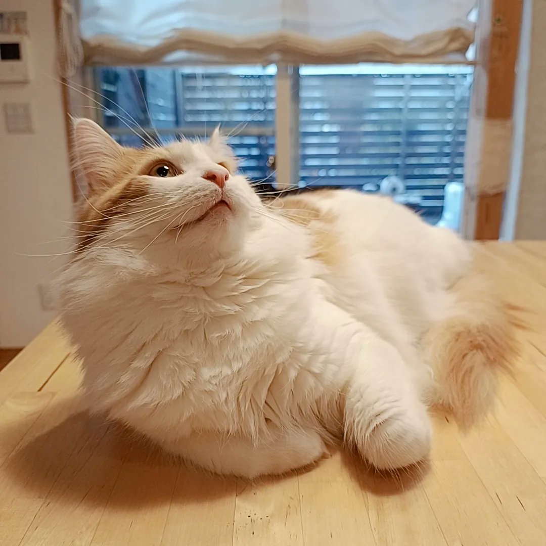 mainecoon_sette's tweet photo. おはようございます🎶
皆が使い終わったら
机は僕のものにゃ😼💓
#メインクーン #メインクーン男の子 #長毛猫 #猫 #猫のいる暮らし #今日の猫 #朝 #おはようございます #机の上の猫 #みんなのものはぼくのもの #maincoon #maincoonlovers #maincoonboy #cat #todayscat #goodmorning #catonthetable https://t.co/n3nawkHjQT
